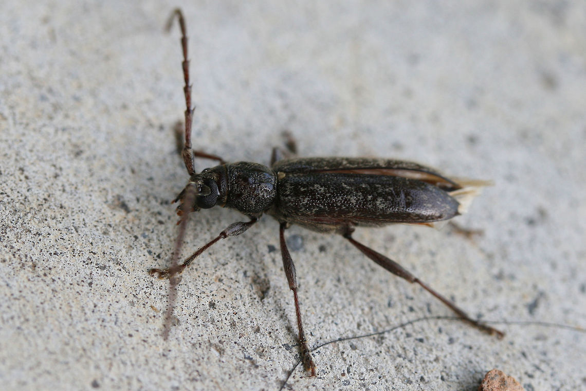 Longhorn Beetle On a porch near an overgrown backyard habitat. ID help is much appreciated!<br />
<figure class="photo"><a href="https://www.jungledragon.com/image/74086/longhorn_beetle.html" title="Longhorn Beetle"><img src="https://s3.amazonaws.com/media.jungledragon.com/images/3231/74086_thumb.jpg?AWSAccessKeyId=05GMT0V3GWVNE7GGM1R2&Expires=1759968010&Signature=h9A2sargiWBeZM1mN1AL%2Bc1YVfE%3D" width="102" height="152" alt="Longhorn Beetle On a porch near an overgrown backyard habitat. ID help is much appreciated!<br />
https://www.jungledragon.com/image/74085/longhorn_beetle.html Geotagged,Parelaphidion aspersum,Summer,United States" /></a></figure> Geotagged,Parelaphidion aspersum,Summer,United States