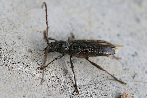 Longhorn Beetle On a porch near an overgrown backyard habitat. ID help is much appreciated!
https://www.jungledragon.com/image/74086/longhorn_beetle.html Geotagged,Parelaphidion aspersum,Summer,United States