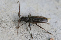 Longhorn Beetle On a porch near an overgrown backyard habitat. ID help is much appreciated!<br />
https://www.jungledragon.com/image/74086/longhorn_beetle.html Geotagged,Parelaphidion aspersum,Summer,United States
