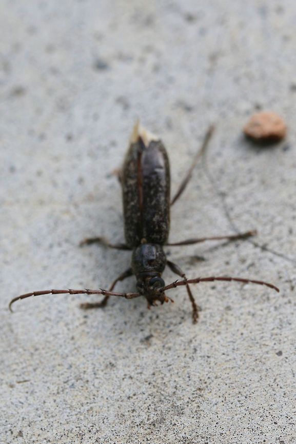 Longhorn Beetle On a porch near an overgrown backyard habitat. ID help is much appreciated!<br />
<figure class="photo"><a href="https://www.jungledragon.com/image/74085/longhorn_beetle.html" title="Longhorn Beetle"><img src="https://s3.amazonaws.com/media.jungledragon.com/images/3231/74085_thumb.jpg?AWSAccessKeyId=05GMT0V3GWVNE7GGM1R2&Expires=1759968010&Signature=qG5keN6r0g9Jmjr9%2F58JZl%2BZkf8%3D" width="200" height="134" alt="Longhorn Beetle On a porch near an overgrown backyard habitat. ID help is much appreciated!<br />
https://www.jungledragon.com/image/74086/longhorn_beetle.html Geotagged,Parelaphidion aspersum,Summer,United States" /></a></figure> Geotagged,Parelaphidion aspersum,Summer,United States