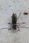 Longhorn Beetle On a porch near an overgrown backyard habitat. ID help is much appreciated!<br />
https://www.jungledragon.com/image/74085/longhorn_beetle.html Geotagged,Parelaphidion aspersum,Summer,United States