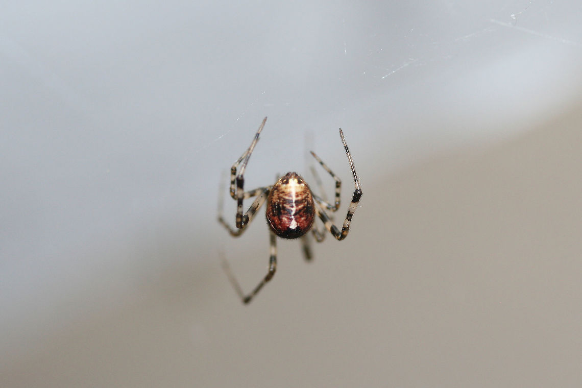 American House Spider (Parasteatoda tepidariorum) Near an overgrown backyard habitat. American House Spider,Geotagged,Parasteatoda tepidariorum,Summer,United States