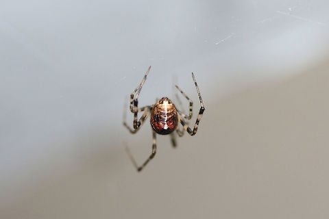 American House Spider (Parasteatoda tepidariorum) Near an overgrown backyard habitat. American House Spider,Geotagged,Parasteatoda tepidariorum,Summer,United States