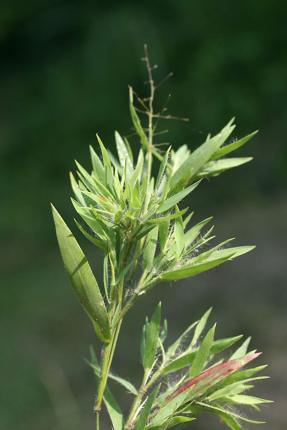 Dicanthelium sp. In an overgrown backyard habitat/field.<br />
<figure class="photo"><a href="https://www.jungledragon.com/image/74152/dicanthelium_sp.html" title="Dicanthelium sp."><img src="https://s3.amazonaws.com/media.jungledragon.com/images/3231/74152_thumb.jpg?AWSAccessKeyId=05GMT0V3GWVNE7GGM1R2&Expires=1769040010&Signature=ogzE9Q5bzjAQtPtANGI9PKkuFJk%3D" width="200" height="134" alt="Dicanthelium sp. In an overgrown backyard habitat/field.<br />
https://www.jungledragon.com/image/74151/dicanthelium_sp.html Geotagged,Summer,United States" /></a></figure> Dicanthelium,Geotagged,Summer,United States,grass,grasses,panic grass,panicgrass
