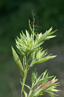 Dicanthelium sp. In an overgrown backyard habitat/field.
https://www.jungledragon.com/image/74152/dicanthelium_sp.html Dicanthelium,Geotagged,Summer,United States,grass,grasses,panic grass,panicgrass