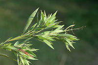 Dicanthelium sp. In an overgrown backyard habitat/field.<br />
https://www.jungledragon.com/image/74151/dicanthelium_sp.html Geotagged,Summer,United States