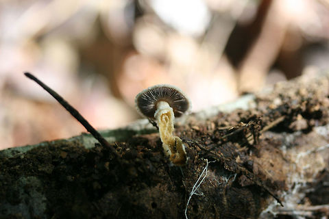 Strophariaceae Working on an ID!
Growing on highly rotted wood/mulch in a dense mixed forest.
https://www.jungledragon.com/image/74179/strophariaceae.html
https://www.jungledragon.com/image/74178/strophariaceae.html Geotagged,Summer,United States