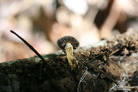 Strophariaceae Working on an ID!<br />
Growing on highly rotted wood/mulch in a dense mixed forest.<br />
https://www.jungledragon.com/image/74179/strophariaceae.html<br />
https://www.jungledragon.com/image/74178/strophariaceae.html Geotagged,Summer,United States