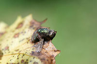Calyptrate Fly infected by Entomophthora muscae Calyptrate fly in a state of decomposition on a muscadine leaf (Vitis rotundifolia). I thought it was rather beautiful, and I just had to photograph it! Also, it may be infected by Entomophthora muscae!<br />
<br />
ID furthering/help is much appreciated!<br />
https://www.jungledragon.com/image/74196/beauty_in_death_unknown_fly_on_muscadine.html Entomophthora muscae,Geotagged,Summer,United States,diptera,fly
