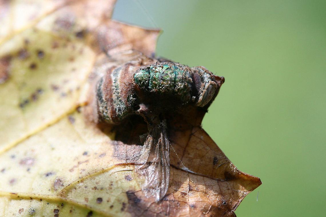 Calyptrate Fly infected by Entomophthora muscae Calyptrate fly in a state of decomposition on a muscadine leaf (Vitis rotundifolia). I thought it was rather beautiful, and I just had to photograph it! Also, it may be infected by Entomophthora muscae!<br />
ID furthering/help is much appreciated!<br />
<figure class="photo"><a href="https://www.jungledragon.com/image/74195/calyptrate_fly_infected_by_entomophthora_muscae.html" title="Calyptrate Fly infected by Entomophthora muscae"><img src="https://s3.amazonaws.com/media.jungledragon.com/images/3231/74195_thumb.jpg?AWSAccessKeyId=05GMT0V3GWVNE7GGM1R2&Expires=1767225610&Signature=n10%2BHnQeP6q0%2FfgEiyPqsqgT%2Bx4%3D" width="200" height="134" alt="Calyptrate Fly infected by Entomophthora muscae Calyptrate fly in a state of decomposition on a muscadine leaf (Vitis rotundifolia). I thought it was rather beautiful, and I just had to photograph it! Also, it may be infected by Entomophthora muscae!<br />
<br />
ID furthering/help is much appreciated!<br />
https://www.jungledragon.com/image/74196/beauty_in_death_unknown_fly_on_muscadine.html Entomophthora muscae,Geotagged,Summer,United States,diptera,fly" /></a></figure> Entomophthora muscae,Geotagged,Summer,United States