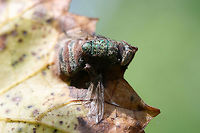 Calyptrate Fly infected by Entomophthora muscae Calyptrate fly in a state of decomposition on a muscadine leaf (Vitis rotundifolia). I thought it was rather beautiful, and I just had to photograph it! Also, it may be infected by Entomophthora muscae!<br />
ID furthering/help is much appreciated!<br />
https://www.jungledragon.com/image/74195/beauty_in_death_unknown_fly_on_muscadine.html Entomophthora muscae,Geotagged,Summer,United States
