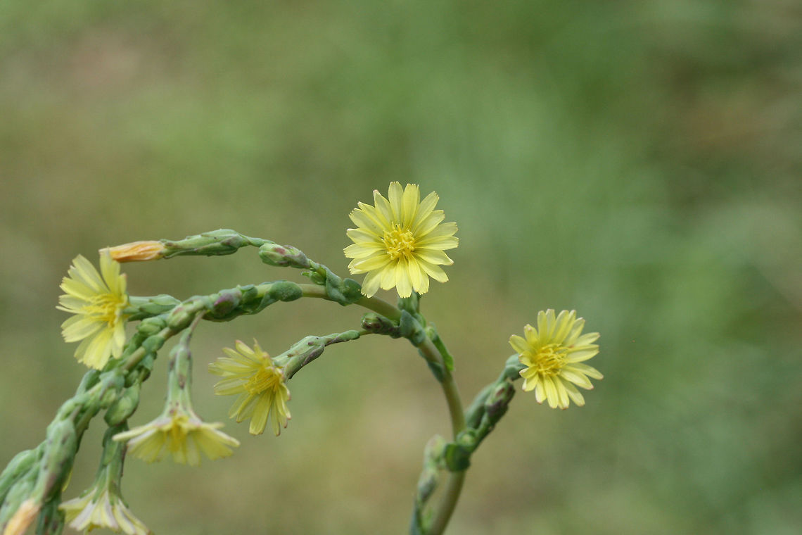 Tall Lettuce (Lactuca canadensis) Growing in an overgrown backyard habitat/meadow. Geotagged,Lactuca canadensis,Summer,United States,canadensis