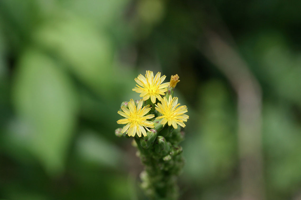 Tall Lettuce (Lactuca canadensis) Growing in an overgrown backyard habitat/meadow.  Geotagged,Lactuca canadensis,Summer,United States,canadensis