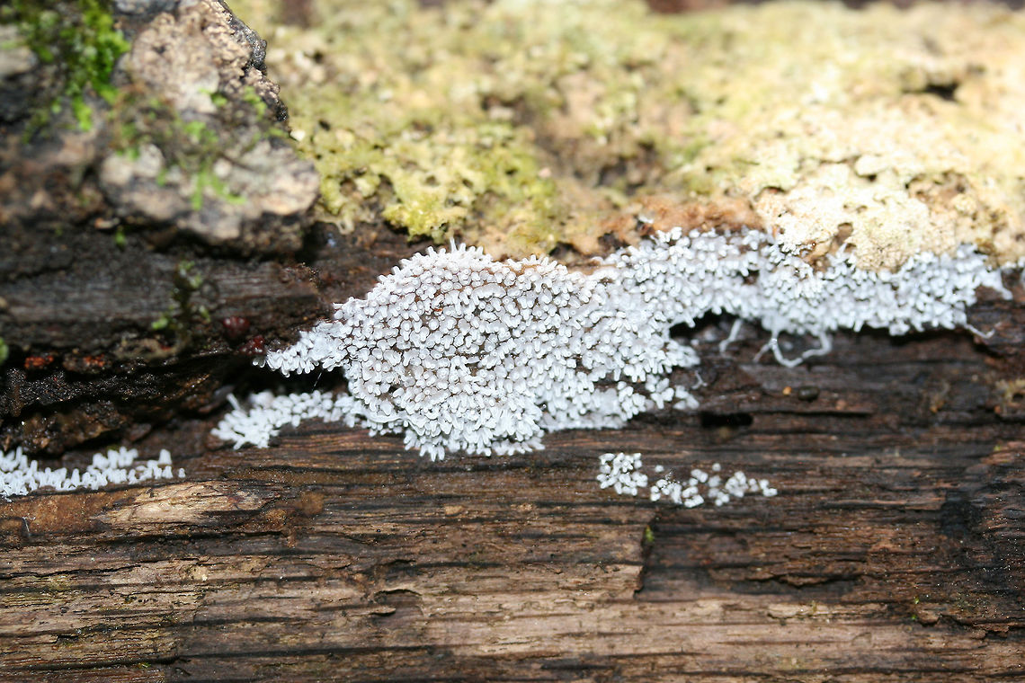 Ceratiomyxa fruticulosa Growing on highly rotted wood in a dense mixed forest.<br />
<figure class="photo"><a href="https://www.jungledragon.com/image/74276/ceratiomyxa_fruticulosa.html" title="Ceratiomyxa fruticulosa"><img src="https://s3.amazonaws.com/media.jungledragon.com/images/3231/74276_thumb.jpg?AWSAccessKeyId=05GMT0V3GWVNE7GGM1R2&Expires=1767225610&Signature=TptSDHIntDpA24S1YtKDVAF7d5w%3D" width="200" height="134" alt="Ceratiomyxa fruticulosa Growing on highly rotted wood in a dense mixed forest.<br />
https://www.jungledragon.com/image/74273/ceratiomyxa_fruticulosa.html<br />
https://www.jungledragon.com/image/74275/ceratiomyxa_fruticulosa.html Ceratiomyxa fruticulosa,Geotagged,Summer,United States" /></a></figure><br />
<figure class="photo"><a href="https://www.jungledragon.com/image/74275/ceratiomyxa_fruticulosa.html" title="Ceratiomyxa fruticulosa"><img src="https://s3.amazonaws.com/media.jungledragon.com/images/3231/74275_thumb.jpg?AWSAccessKeyId=05GMT0V3GWVNE7GGM1R2&Expires=1767225610&Signature=oPuSUjpW8ptBEiIHS%2FKm2klsWe0%3D" width="102" height="152" alt="Ceratiomyxa fruticulosa Growing on highly rotted wood in a dense mixed forest.<br />
https://www.jungledragon.com/image/74273/ceratiomyxa_fruticulosa.html<br />
https://www.jungledragon.com/image/74276/ceratiomyxa_fruticulosa.html Ceratiomyxa fruticulosa,Geotagged,Summer,United States" /></a></figure> Ceratiomyxa fruticulosa,Geotagged,Summer,United States
