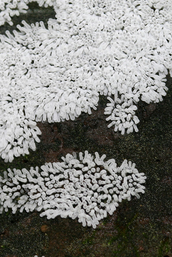Ceratiomyxa fruticulosa Growing on highly rotted wood in a dense mixed forest.<br />
<figure class="photo"><a href="https://www.jungledragon.com/image/74273/ceratiomyxa_fruticulosa.html" title="Ceratiomyxa fruticulosa"><img src="https://s3.amazonaws.com/media.jungledragon.com/images/3231/74273_thumb.jpg?AWSAccessKeyId=05GMT0V3GWVNE7GGM1R2&Expires=1759968010&Signature=eufBh8pL%2Ft1GkaywidETCZXB3mc%3D" width="200" height="134" alt="Ceratiomyxa fruticulosa Growing on highly rotted wood in a dense mixed forest.<br />
https://www.jungledragon.com/image/74276/ceratiomyxa_fruticulosa.html<br />
https://www.jungledragon.com/image/74275/ceratiomyxa_fruticulosa.html Ceratiomyxa fruticulosa,Geotagged,Summer,United States" /></a></figure><br />
<figure class="photo"><a href="https://www.jungledragon.com/image/74276/ceratiomyxa_fruticulosa.html" title="Ceratiomyxa fruticulosa"><img src="https://s3.amazonaws.com/media.jungledragon.com/images/3231/74276_thumb.jpg?AWSAccessKeyId=05GMT0V3GWVNE7GGM1R2&Expires=1759968010&Signature=L1Qj0ARbE6BxP3aCeBG2wM6q6OA%3D" width="200" height="134" alt="Ceratiomyxa fruticulosa Growing on highly rotted wood in a dense mixed forest.<br />
https://www.jungledragon.com/image/74273/ceratiomyxa_fruticulosa.html<br />
https://www.jungledragon.com/image/74275/ceratiomyxa_fruticulosa.html Ceratiomyxa fruticulosa,Geotagged,Summer,United States" /></a></figure> Ceratiomyxa fruticulosa,Geotagged,Summer,United States