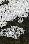 Ceratiomyxa fruticulosa Growing on highly rotted wood in a dense mixed forest.<br />
https://www.jungledragon.com/image/74273/ceratiomyxa_fruticulosa.html<br />
https://www.jungledragon.com/image/74276/ceratiomyxa_fruticulosa.html Ceratiomyxa fruticulosa,Geotagged,Summer,United States