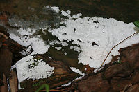 Ceratiomyxa fruticulosa Growing on highly rotted wood in a dense mixed forest.<br />
https://www.jungledragon.com/image/74273/ceratiomyxa_fruticulosa.html<br />
https://www.jungledragon.com/image/74275/ceratiomyxa_fruticulosa.html Ceratiomyxa fruticulosa,Geotagged,Summer,United States