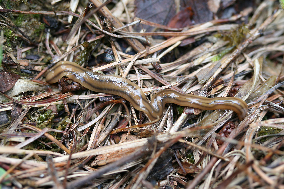 Bipalium kewense Broadhead planarian (so mad I couldn't get a shot of its cool head shape) in a moist (recently flooded), meadowy valley. My best guess is Bipalium pennsylvanicum. Bipalium kewense is my second-best guess. Waiting on some input from experts, but I'm going with the first for now! Bipalium kewense,Geotagged,Summer,United States