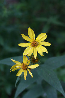 Woodland Sunflower (Helianthus divaricatus) At a dense mixed forest edge. Leaves are opposite, sessile, with secondary veins beginning near the base of each leaf. Geotagged,Helianthus divaricatus,Summer,United States,Woodland sunflower