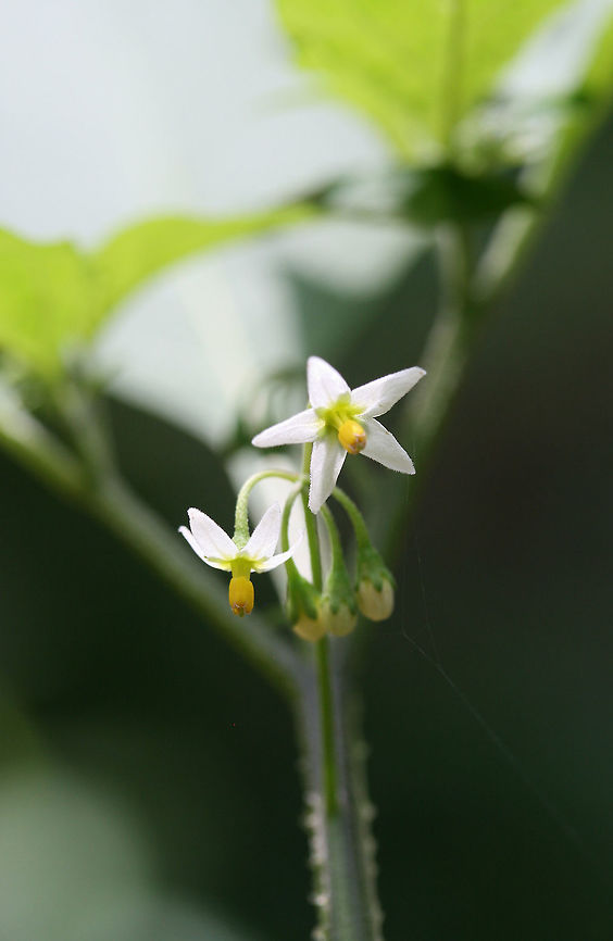 American nightshade (Solanum americanum) Growing at a disturbed forest edge.<br />
 American nightshade,Geotagged,Solanum americanum,Summer,United States