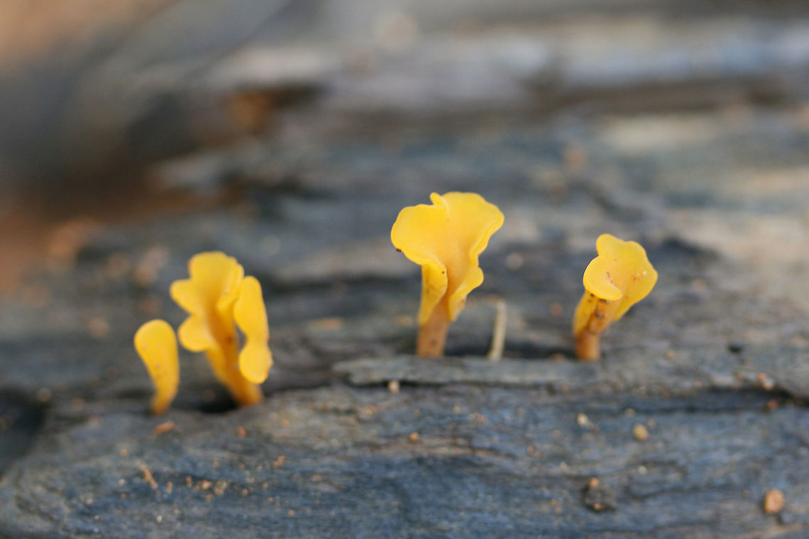 Fan-Shaped Jelly Fungus (Dacryopinax spathularia) Growing up through cracks in decorticated wood.<br />
 Dacryopinax spathularia,Geotagged,Summer,United States