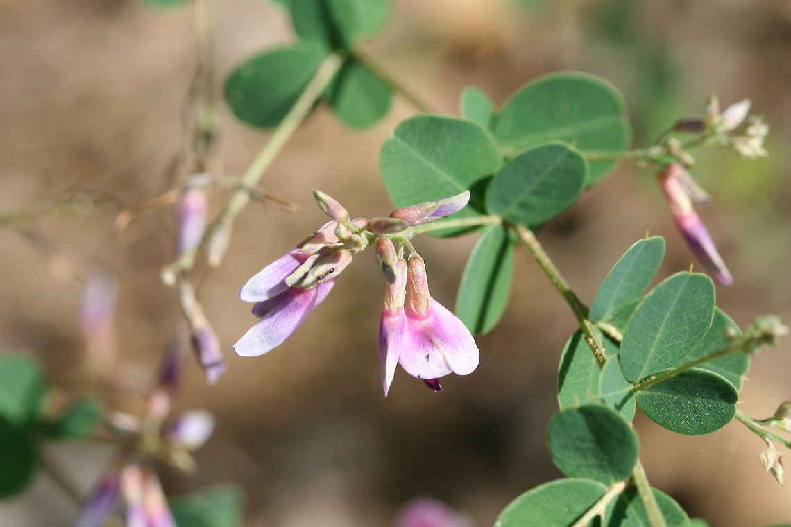 Shrub Lespedeza (Lespedeza bicolor) INTRODUCED. Growing along a woodland trail (opening).<br />
<figure class="photo"><a href="https://www.jungledragon.com/image/74338/shrub_lespedeza_lespedeza_bicolor.html" title="Shrub Lespedeza (Lespedeza bicolor)"><img src="https://s3.amazonaws.com/media.jungledragon.com/images/3231/74338_thumb.jpg?AWSAccessKeyId=05GMT0V3GWVNE7GGM1R2&Expires=1759968010&Signature=MASLu4REfJ3SC7xuwdo6TmhrnVE%3D" width="200" height="134" alt="Shrub Lespedeza (Lespedeza bicolor) INTRODUCED. Growing along a woodland trail (opening).<br />
https://www.jungledragon.com/image/74337/shrub_lespedeza_lespedeza_bicolor.html Geotagged,Lespedeza bicolor,Summer,United States" /></a></figure> Geotagged,Lespedeza bicolor,Summer,United States