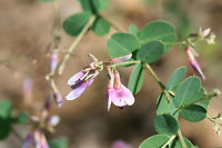 Shrub Lespedeza (Lespedeza bicolor) INTRODUCED. Growing along a woodland trail (opening).<br />
https://www.jungledragon.com/image/74338/shrub_lespedeza_lespedeza_bicolor.html Geotagged,Lespedeza bicolor,Summer,United States