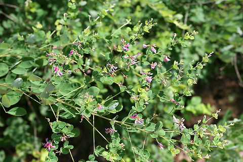 Shrub Lespedeza (Lespedeza bicolor) INTRODUCED. Growing along a woodland trail (opening).
https://www.jungledragon.com/image/74337/shrub_lespedeza_lespedeza_bicolor.html Geotagged,Lespedeza bicolor,Summer,United States