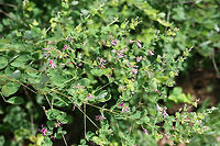 Shrub Lespedeza (Lespedeza bicolor) INTRODUCED. Growing along a woodland trail (opening).<br />
https://www.jungledragon.com/image/74337/shrub_lespedeza_lespedeza_bicolor.html Geotagged,Lespedeza bicolor,Summer,United States