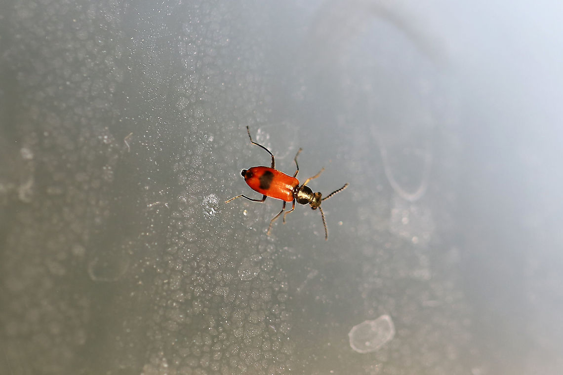 Anthocomus equestris Tiny beetle crawling on my kitchen window in a residential area. Anthocomus equestris,Geotagged,Spring,United States