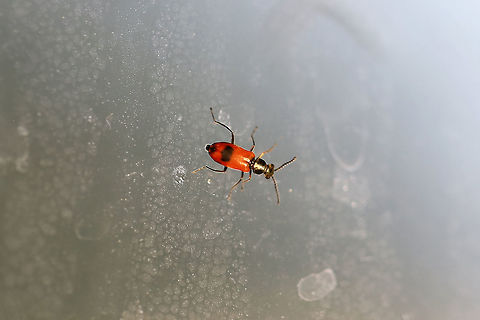 Anthocomus equestris Tiny beetle crawling on my kitchen window in a residential area. Anthocomus equestris,Geotagged,Spring,United States