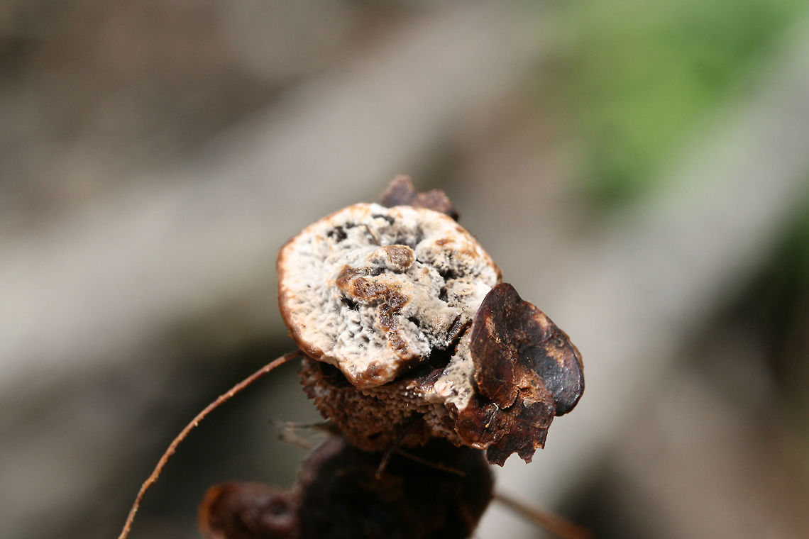 Velvet Tooth - (Hydnellum spongiosipes)? Not 100 percent on ID. <br />
Growing beneath hardwoods in a dense mixed forest.<br />
<figure class="photo"><a href="https://www.jungledragon.com/image/74502/velvet_tooth_-_hydnellum_spongiosipes.html" title="Velvet Tooth - (Hydnellum spongiosipes)?"><img src="https://s3.amazonaws.com/media.jungledragon.com/images/3231/74502_thumb.jpg?AWSAccessKeyId=05GMT0V3GWVNE7GGM1R2&Expires=1763596810&Signature=nF5egHKrcguWlFo2VBe62o6NQ8k%3D" width="200" height="134" alt="Velvet Tooth - (Hydnellum spongiosipes)? Not 100 percent on ID. <br />
Growing beneath hardwoods in a dense mixed forest.<br />
https://www.jungledragon.com/image/74501/velvet_tooth_-_hydnellum_spongiosipes.html Geotagged,Hydnellum spongiosipes,Summer,United States" /></a></figure> Geotagged,Hydnellum spongiosipes,Summer,United States