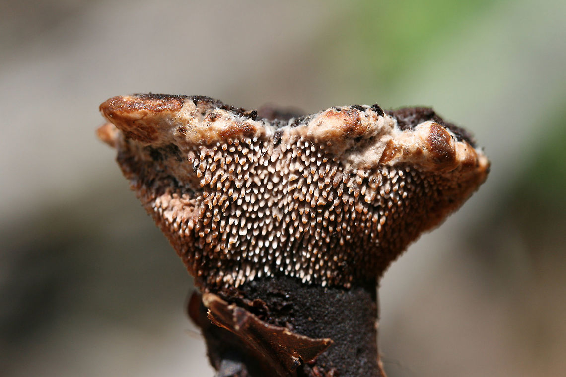 Velvet Tooth - (Hydnellum spongiosipes)? Not 100 percent on ID. <br />
Growing beneath hardwoods in a dense mixed forest.<br />
<figure class="photo"><a href="https://www.jungledragon.com/image/74501/velvet_tooth_-_hydnellum_spongiosipes.html" title="Velvet Tooth - (Hydnellum spongiosipes)?"><img src="https://s3.amazonaws.com/media.jungledragon.com/images/3231/74501_thumb.jpg?AWSAccessKeyId=05GMT0V3GWVNE7GGM1R2&Expires=1759968010&Signature=c7sXXS3wBApGLvSr6mm01CW7QZY%3D" width="200" height="134" alt="Velvet Tooth - (Hydnellum spongiosipes)? Not 100 percent on ID. <br />
Growing beneath hardwoods in a dense mixed forest.<br />
https://www.jungledragon.com/image/74502/velvet_tooth_-_hydnellum_spongiosipes.html Geotagged,Hydnellum spongiosipes,Summer,United States" /></a></figure> Geotagged,Hydnellum spongiosipes,Summer,United States