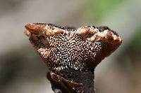 Velvet Tooth - (Hydnellum spongiosipes)? Not 100 percent on ID. <br />
Growing beneath hardwoods in a dense mixed forest.<br />
https://www.jungledragon.com/image/74501/velvet_tooth_-_hydnellum_spongiosipes.html Geotagged,Hydnellum spongiosipes,Summer,United States