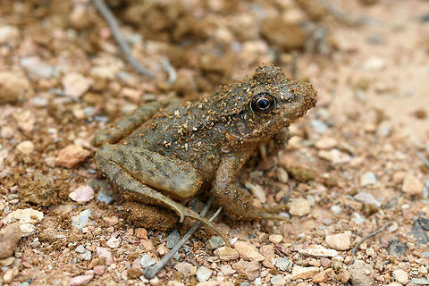 Pickerel Frog (Lithobates palustris) In a disturbed area near a dense mixed forest. Geotagged,Lithobates palustris,Pickerel frog,Summer,United States