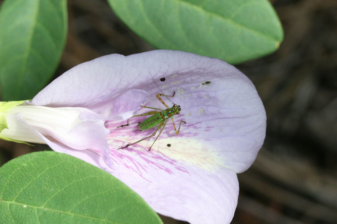 Unknown Orthopteran Resting on a butterfly pea flower on a forested trail. Geotagged,Summer,United States