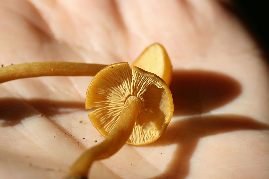 Callistosporium luteo-olivaceum Growing under hardwoods in a dense mixed forest.<br />
<figure class="photo"><a href="https://www.jungledragon.com/image/74513/callistosporium_luteo-olivaceum.html" title="Callistosporium luteo-olivaceum"><img src="https://s3.amazonaws.com/media.jungledragon.com/images/3231/74513_thumb.jpg?AWSAccessKeyId=05GMT0V3GWVNE7GGM1R2&Expires=1767225610&Signature=LsXVH5M2ONmXsZjPrmAtiCcDXl0%3D" width="102" height="152" alt="Callistosporium luteo-olivaceum Growing under hardwoods in a dense mixed forest.<br />
https://www.jungledragon.com/image/74512/callistosporium_luteo-olivaceum.html Callistosporium luteo-olivaceum,Geotagged,Summer,United States" /></a></figure> Callistosporium luteo-olivaceum,Geotagged,Summer,United States
