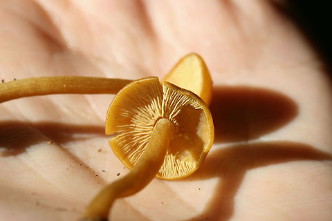 Callistosporium luteo-olivaceum Growing under hardwoods in a dense mixed forest.
https://www.jungledragon.com/image/74513/callistosporium_luteo-olivaceum.html Callistosporium luteo-olivaceum,Geotagged,Summer,United States