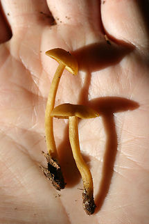 Callistosporium luteo-olivaceum Growing under hardwoods in a dense mixed forest.
https://www.jungledragon.com/image/74512/callistosporium_luteo-olivaceum.html Callistosporium luteo-olivaceum,Geotagged,Summer,United States