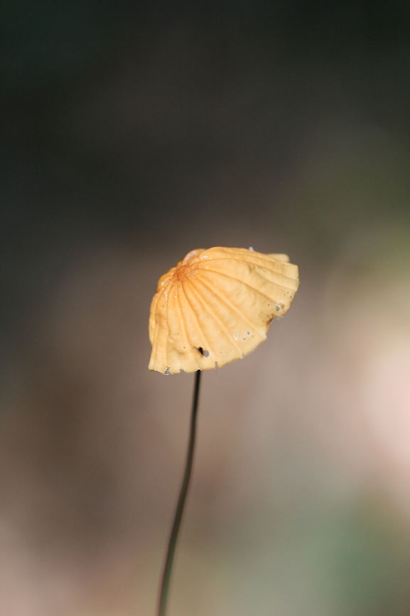 Orange Pinwheel (Marasmius siccus) Growing on leaf litter in a dense mixed forest.<br />
 Geotagged,Marasmius siccus,Orange Pinwheel,Summer,United States