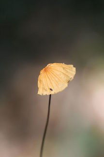 Orange Pinwheel (Marasmius siccus) Growing on leaf litter in a dense mixed forest.
 Geotagged,Marasmius siccus,Orange Pinwheel,Summer,United States