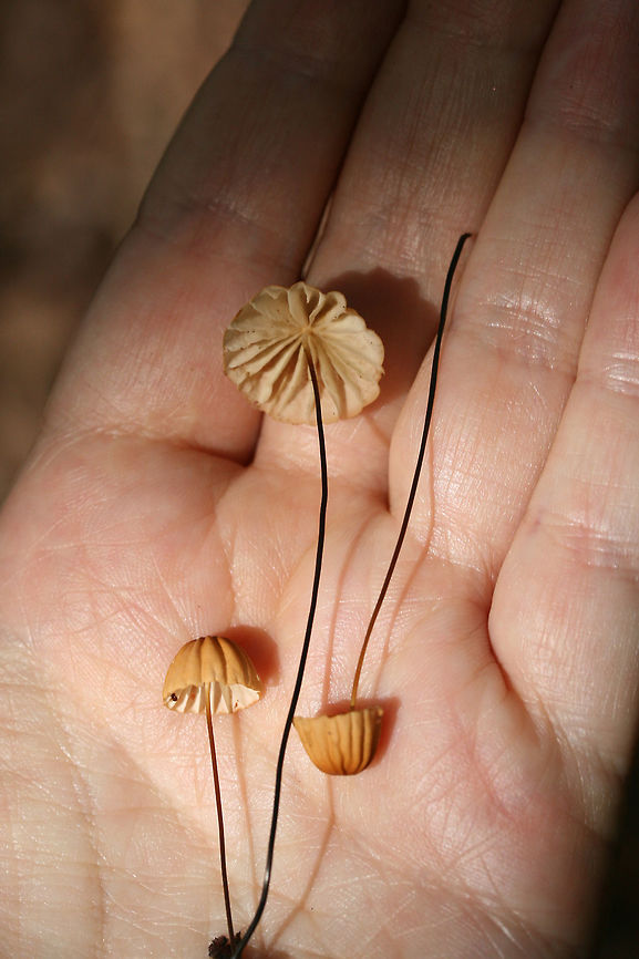 Orange Pinwheel (Marasmius siccus) Growing on leaf litter in a dense mixed forest. Geotagged,Marasmius siccus,Orange Pinwheel,Summer,United States