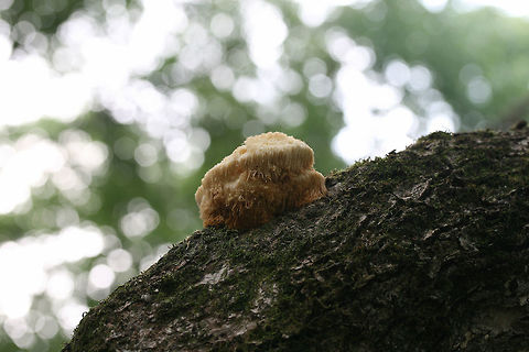 Lion's Mane Fungus (Hericium erinaceus) Unfortunately, this fungus was past its prime when I found it! On a hardwood branch at the edge of a dense mixed forest.
 Geotagged,Hericium erinaceus,Summer,United States