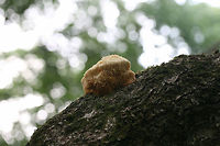 Lion's Mane Fungus (Hericium erinaceus) Unfortunately, this fungus was past its prime when I found it! On a hardwood branch at the edge of a dense mixed forest.<br />
 Geotagged,Hericium erinaceus,Summer,United States