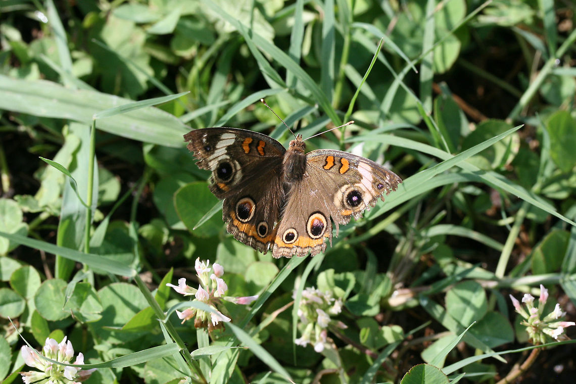 Common  Buckeye (Junonia coenia) In an overgrown backyard habitat. Common Buckeye,Geotagged,Junonia coenia,Summer,United States