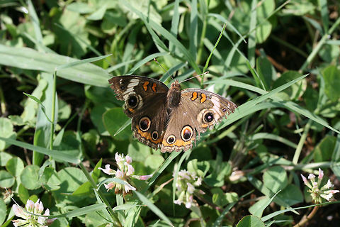Common  Buckeye (Junonia coenia) In an overgrown backyard habitat. Common Buckeye,Geotagged,Junonia coenia,Summer,United States