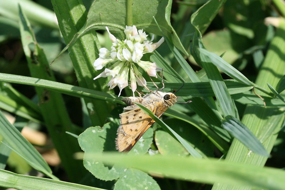 Fiery Skipper (Hylephila phyleus) Nectaring on clover in an overgrown backyard habitat.<br />
 Fiery Skipper,Geotagged,Hylephila phyleus,Summer,United States