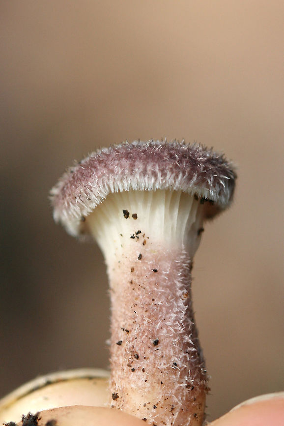 Panus lecomtei Growing on fallen hardwood in a dense mixed forest.<br />
<figure class="photo"><a href="https://www.jungledragon.com/image/74525/panus_lecomtei.html" title="Panus lecomtei"><img src="https://s3.amazonaws.com/media.jungledragon.com/images/3231/74525_thumb.jpg?AWSAccessKeyId=05GMT0V3GWVNE7GGM1R2&Expires=1767225610&Signature=20MnV5x2v%2FPPEcaPJXu2p%2BrpAy0%3D" width="200" height="134" alt="Panus lecomtei Growing on fallen hardwood in a dense mixed forest.<br />
https://www.jungledragon.com/image/74524/1.html Panus lecomtei" /></a></figure> Geotagged,Panus lecomtei,Summer,United States