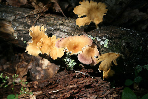 Panus lecomtei Growing on fallen hardwood in a dense mixed forest.
https://www.jungledragon.com/image/74524/1.html Panus lecomtei