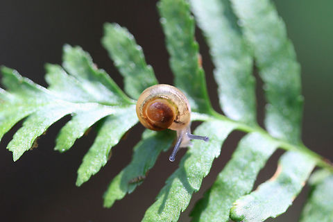 Snail on a Fern Waiting for some ID help as I am not great with mollusks! Geotagged,Summer,United States